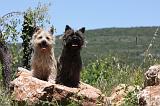 CAIRN TERRIER 475